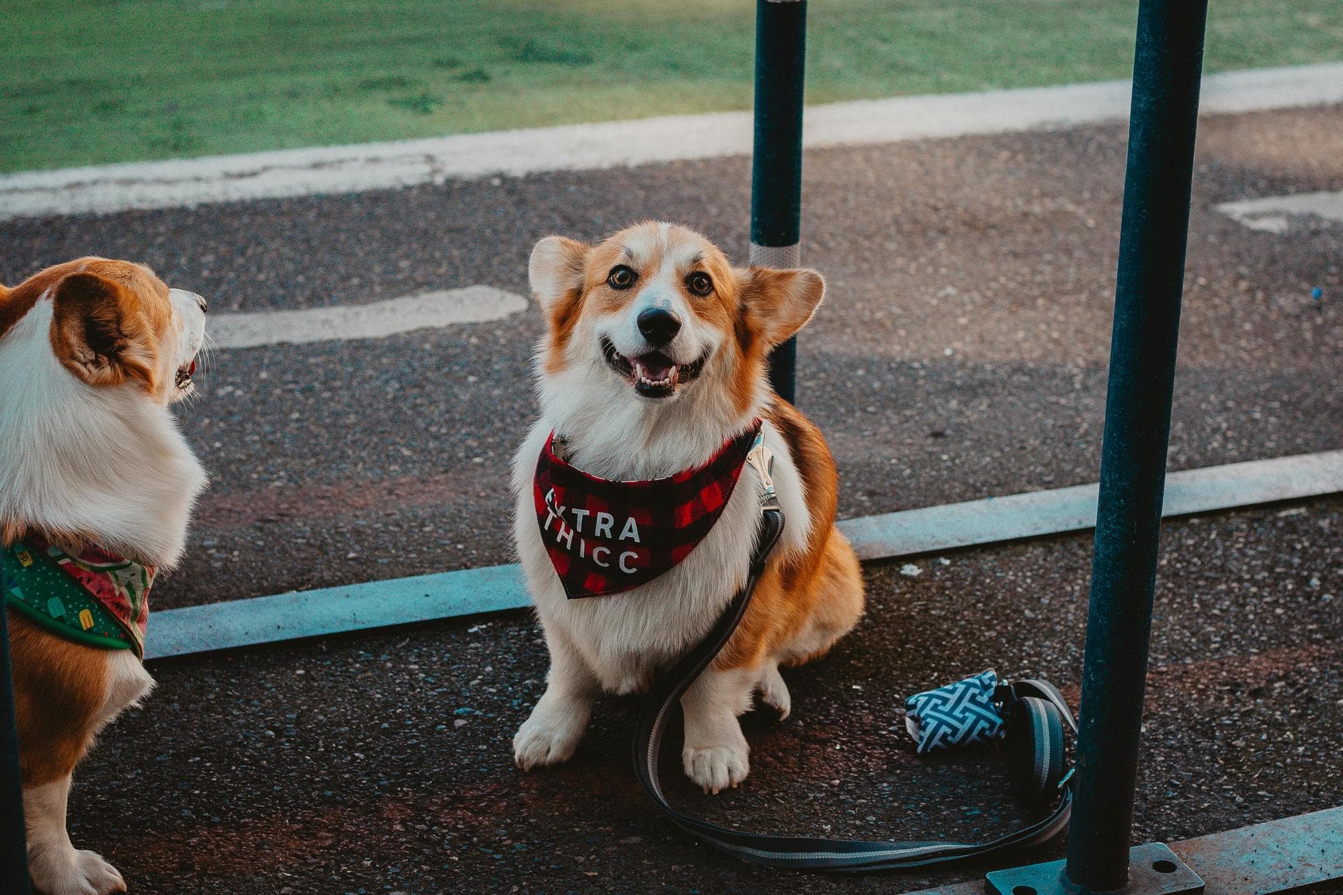 Dog Spay Castrate Neutering Prices in Portsmouth