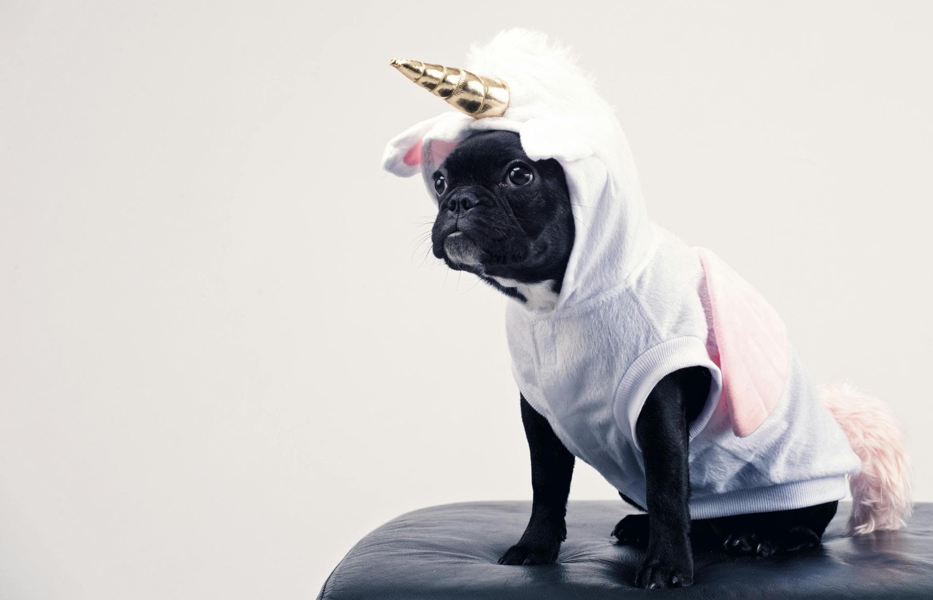 Dog Puppy Vaccinations Kennel Cough Prices in Portsmouth