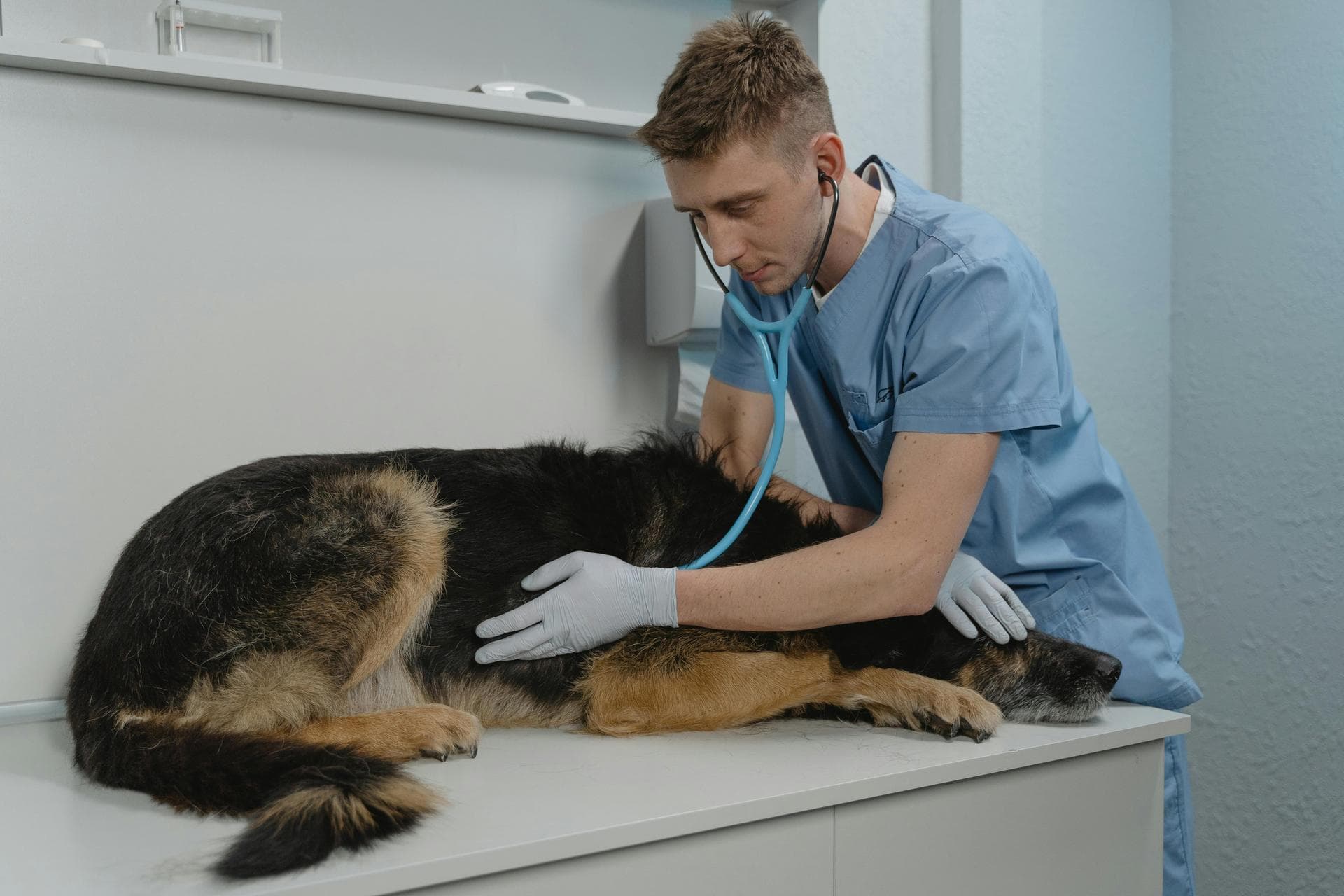 Rabbit Spay Castrate Neutering Prices in Portsmouth