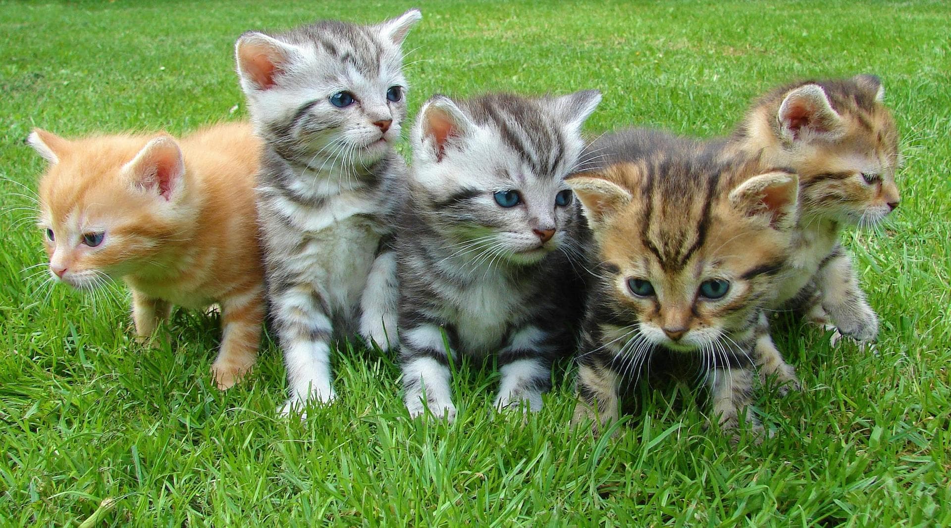 Vet Consultation Prices in Portsmouth