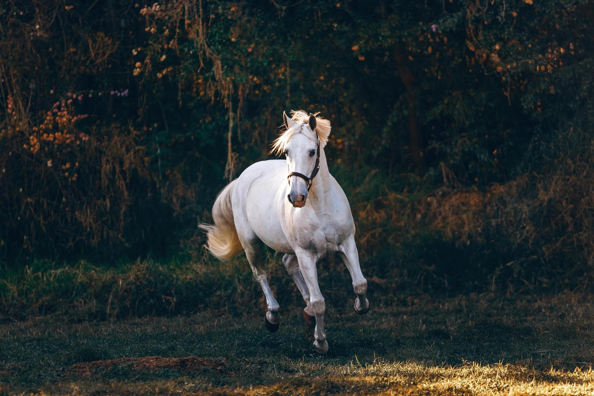 White horse facing camera while galloping